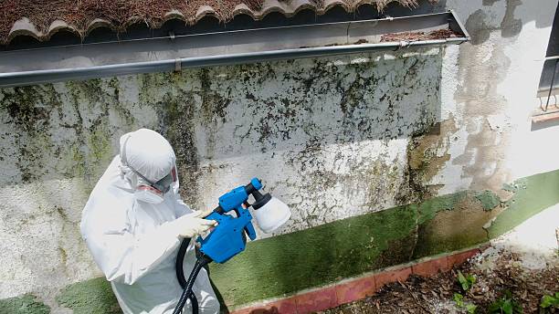 Trusted Mold Testing service in Peoria, IL - Cheap Mold Removal